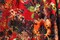 1 Yard 4-Way Stretch Red and Orange Floral Velvet Fabric Multipurpose